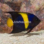 Asfur Angelfish (click for more detail)