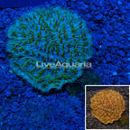 Short Tentacle Plate Coral Australia (click for more detail)
