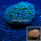 Hammer Coral Vietnam (click for more detail)