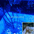 Yellow Polyp Red Sea Fan EXPERT ONLY (click for more detail)