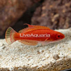 Yellowfin Flasher Wrasse (click for more detail)