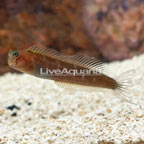 Bicolor Blenny (click for more detail)