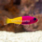 Bicolor Dottyback (click for more detail)