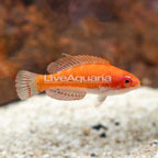 McCosker's Flasher Wrasse (click for more detail)