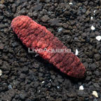 Red and Black Sea Cucumber EXPERT ONLY (click for more detail)