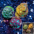 LiveAquaria® Three Pack Cultured Favites Coral (click for more detail)