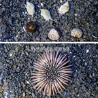 Pincushion Urchin, Trochus Snail and Nassarius Snail Cleaner Pack, Seven Lot (click for more detail)
