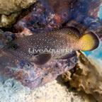 Blue Dot Grouper (click for more detail)
