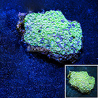 Aussie Dipsastraea Brain Coral (click for more detail)