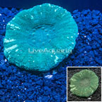 Scolymia Coral Australia (click for more detail)