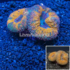 Lobed Brain Coral Australia (click for more detail)