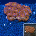 Acan Lord Coral Australia (click for more detail)