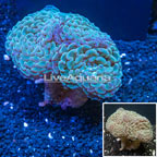 Hammer Coral Tonga (click for more detail)