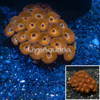 Acan Lord Coral Australia (click for more detail)