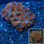 Acan Lord Coral Australia (click for more detail)