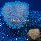 Frogspawn Coral Tonga (click for more detail)