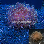 Frogspawn Coral Vietnam (click for more detail)