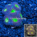 Acan Echinata Coral Vietnam (click for more detail)