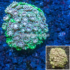 Goniopora Coral Vietnam (click for more detail)