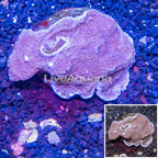 Montipora Coral Indonesia (click for more detail)
