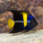 Asfur Angelfish (click for more detail)