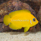 Lemon Peel Angelfish (click for more detail)