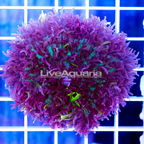 Lavender Mushroom Coral Indonesia  (click for more detail)