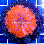 Ricordea Mushroom Coral Indonesia (click for more detail)