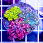 Combo Goniopora Coral Indonesia (click for more detail)