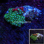 Wham'n Watermelon and Radioactive Dragon Eye Colony Polyp Rock Zoanthus Indonesia IM (click for more detail)