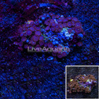 Red People Eater Colony Polyp Rock Zoanthus Indonesia IM (click for more detail)