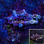 Red People Eater Colony Polyp Rock Zoanthus Indonesia IM (click for more detail)
