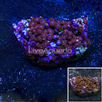Red People Eater Colony Polyp Rock Zoanthus Indonesia IM (click for more detail)