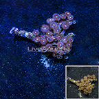 Pastel Cateye Colony Polyp Rock Zoanthus Indonesia IM (click for more detail)