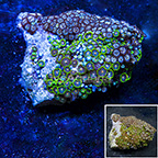 Combo Colony Polyp Rock Zoanthus Indonesia IM (click for more detail)