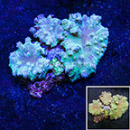 Green Cabbage Leather Coral Indonesia (click for more detail)