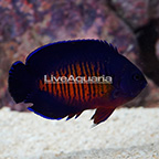 Coral Beauty Angelfish [Blemish] (click for more detail)