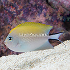 Spotbreast Angelfish, Female (click for more detail)