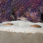 Moluccan Cardinalfish (Trio) (click for more detail)