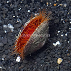 Flame Scallop, Red [Expert Only] (click for more detail)