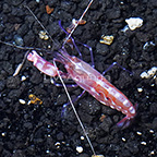 Caribbean Snapping Shrimp [Blemish] (click for more detail)