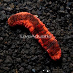 Red and Black Sea Cucumber EXPERT ONLY (click for more detail)