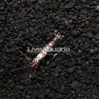 Kuekenthali Cleaner Shrimp (click for more detail)
