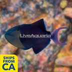 Niger Triggerfish  (click for more detail)