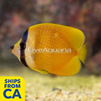 Orange Butterflyfish  (click for more detail)