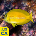 Orangeshoulder Tang (click for more detail)