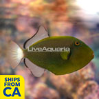 Pinktail Triggerfish (click for more detail)