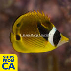 Raccoon Butterflyfish (click for more detail)