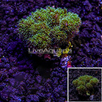USA Cultured Pink and Green Pocillopora Coral (click for more detail)