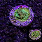 USA Cultured Leptoseris Coral (click for more detail)